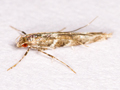 Acrocercops brongniardella